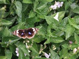 Image result for Asystasia glandulosa