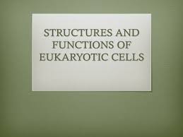 Protozoa, fungi, plants, and animals all have eukaryotic cells. Structures And Functions Of Eukaryotic Cells Ppt Download