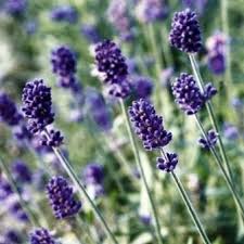 Maybe you would like to learn more about one of these? Vincenza Blue Lavender Seeds 6527 Osc Seeds