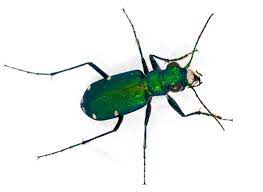 Six Spotted Tiger Beetle Cicindela Sexguttata Virginia Critter