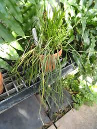Image result for Psilotum