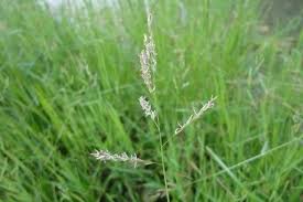 Image result for Leersia hexandra