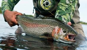 Rainbow trout fish mount gallery. Flies That Catch Big Trout The Truth Might Surprise You Fly Fishing Gink And Gasoline How To Fly Fish Trout Fishing Fly Tying Fly Fishing Blog