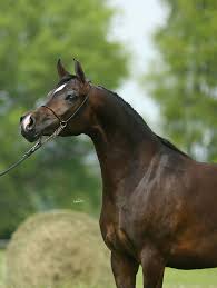 PRIDE OF POLAND JANÓW PODLASKI 13th -14th AUGUST 2017