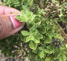 Image result for Ptycholobium