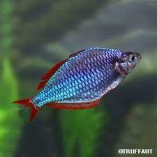 Poisson Melanotaenia Praecox Autres Marques Peixes Aquarismo
