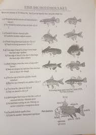 A dichotomous key is a system used by scientists to the dichotomous key allows for the scientist to ask a series of questions with yes or no answers. Dinosaur Dichotomous Key