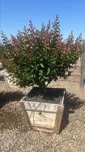 Image result for Cadaba glaberrima