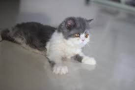 Kucing ini dikategorikan kucing cantik sehingga harga kucing anggorabegitu mahal. Terjual Jual Kucing Persia Kitten Abu Abu Putih Kaskus