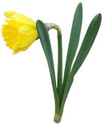 Yellow Transparent Daffodil Flower Png Clipart Daffodil Flower Daffodils Scrapbook Flowers