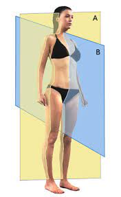 3 primary axes of rotation 1. Free Anatomy Quiz Anatomical Planes And Directions Quiz 1