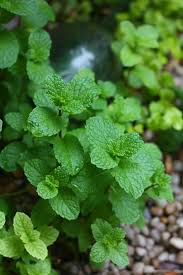 Outdoor wall lights, outdoor flush mounts, and outdoor hanging lights are your best options. 23 And Me My Favorite Edible Plants To Grow In Shade Gardenista