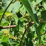 Image result for Helinus integrifolius