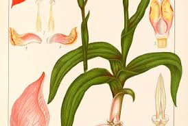 Image result for Disa saxicola