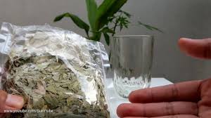 Daun jati cina atau daun senna mengandung senyawa pencahar glikosida antrakinon yang dapat melancarkan buang air besar dan mengatasi sembelit akibat kurang makan serat. Cara Melangsingkan Perut Buncit Gendut Dengan Cara Alami Dengan Teh Jati Cina Youtube