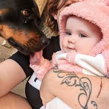 What breed is the dog in the updated pictures?