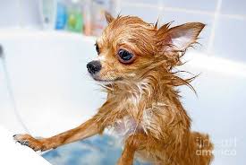 funny wet chihuahua dog in bathroom by art nick dog teeth pets chihuahua puppies