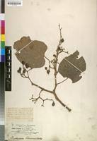 Image result for Cissus petiolata