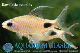 Barilius ardens is a fish in genus barilius of the family cyprinidae. 08 Carp Like Fishes 2 Barbs Minnows Carps Goldfish Etc Aquarium Glaser Gmbh