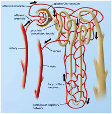 Check spelling or type a new query. The Microvasculature Of The Nephron The Peritubular Capillary Plexus Download Scientific Diagram
