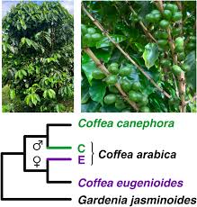 Image result for Coffea