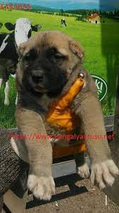 kangal kulak kesimi hayvan kulak