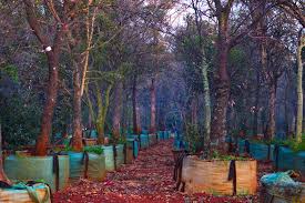 Image result for Cassinopsis ilicifolia