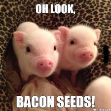 Its national pig day!!! Mama loves you Templeton.