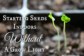 Using grow lights to start seeds. Beginning Seeds Indoors Without A Grow Light Big Gardening