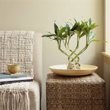 Calathea, including the beloved prayer plant, grow well in medium to low light. 30 Best Indoor Plants For Apartments Best Houseplants For Apartment Dwellers