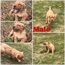 Champion purebred lines of red, charcoal and these will be wonderful litters of puppies that will hunt well and be easy to train. Male Fox Red Labrador Retriever Red Fox Puppy For Sale In Homer Ny Happy Valentines Day Happyvalentinesday2016i