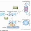 Proteasome inhibitor — a drug that blocks the action of proteasomes. Https Encrypted Tbn0 Gstatic Com Images Q Tbn And9gcqsz0mymiflh3dqu 6gzk3ft3qcibr7abjin6bgen8ldpcc0yhy Usqp Cau