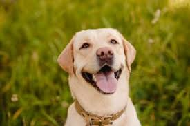 Garden Fencing Ideas To Keep Dogs Out Frisco Lawn Pros