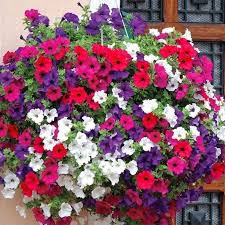 Petunias grow well in most soils. Petunia Balcony Mix Premier Seeds Direct
