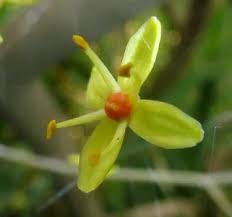 Image result for Ptaeroxylon