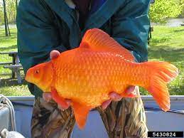 Basically, if you put a small fish into a tank with larger fish, fry or no fry, there is a chance they can get eaten. Center For Invasive Species And Ecosystem Health Goldfish Invasive Species Aquarium Fish