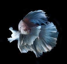 Colorful Fighting Fish Siamese Tropical 1080p Wallpaper Hdwallpaper Desktop Betta Fish Siamese Fighting Fish Betta