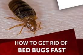 If bed bugs have invaded your home, here are simple and natural ways for how to get rid of bed bugs the best natural remedies for bed bug control. How To Get Rid Of Bed Bugs Fast 2020 Jobvacanciesinnigeria