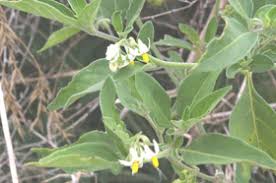 Image result for Solanum chenopodioides