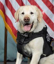 Today, the Kokomo Police Department celebrated the retirement of K-9 Xena.  Xena has been a member of KPD since 2012 and was handled by Officer Chad  Vancamp. During her career, Xena assisted