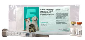 Puppy shots are an important part of routine puppy care. Solo Jec 5 Boehringer Ingelheim Vetmedica