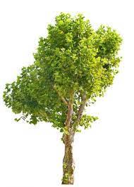 Check spelling or type a new query. What We Do Mr Tree Care