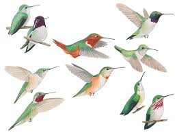 Join us for a live repeat of this popular online workshop led by natural science illustrator liz clayton fuller, to help you get started drawing the natural world. Liz Clayton Fuller 2015 Bartels Science Illustration Program