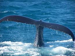 Image result for whale