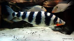 Black And White Striped Fish Freshwater Y Striped Leporinus Leporinus Yophorus Aquarium Aquarium Fish Fish Pet Fish