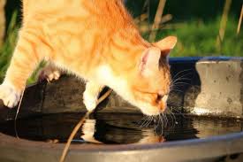 I have indoor/outdoor cats that have no problem getting wet. Ever Wondered Why Most Cats Are Afraid Of Water