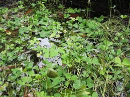 Image result for Marsilea nubica