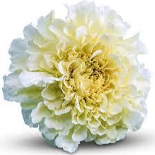 Image result for Kilimanjaro White 1960 Renault