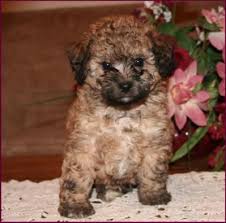 Black Bichon Frise Puppy Poochon Bichpoo Bichon Poodle Puppies For Sale Iowa Bichon Frise Puppy Cute Baby Animals Poodle Puppies For Sale