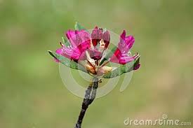 Dieramas are actually bulbs from south africa, most of the species growing at altitude, which makes them hardy in most of the uk. Rhododendron Dark Pink Purple Flowers With Thick Green Leaves On Small Branch And Light Green Background Purple Flowers Pink And Purple Flowers Rhododendron